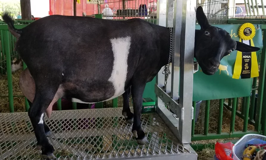 Little Tots Estate Ebony udder6